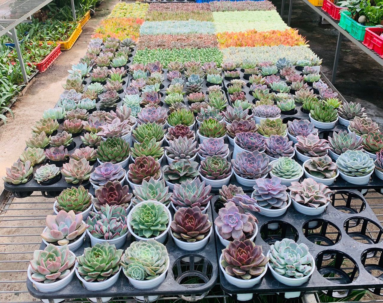 Sam's Garden - Cây Cảnh Mỹ Khê 8