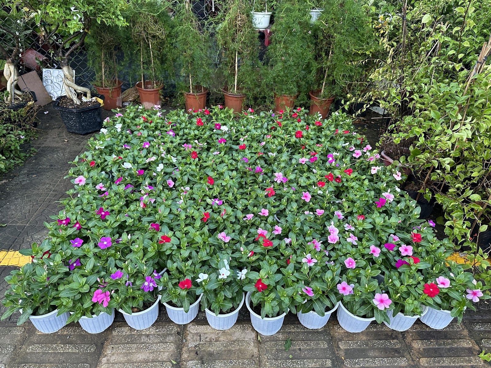 Company Limited Green Tree Landscape Lotus Vietnam